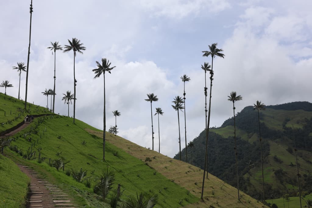 Walk Among the World’s Tallest Wax Palms in the Magical Cocora Valley